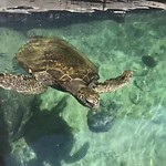 Hervey Bay Aquarium & Historic Village - 23 februari