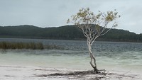 Fraser Island - Lake Mckenzie 2