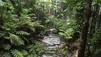 Fraser Island - Rainforrest 2