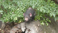 Tasmanian Devil