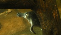 Platypus