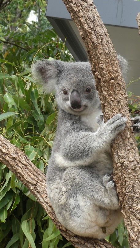 Koala