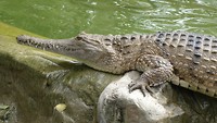 Krokodil