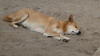 Dingo