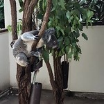 Lone Pine Koala Sanctuary
