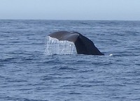 Sperm Whale