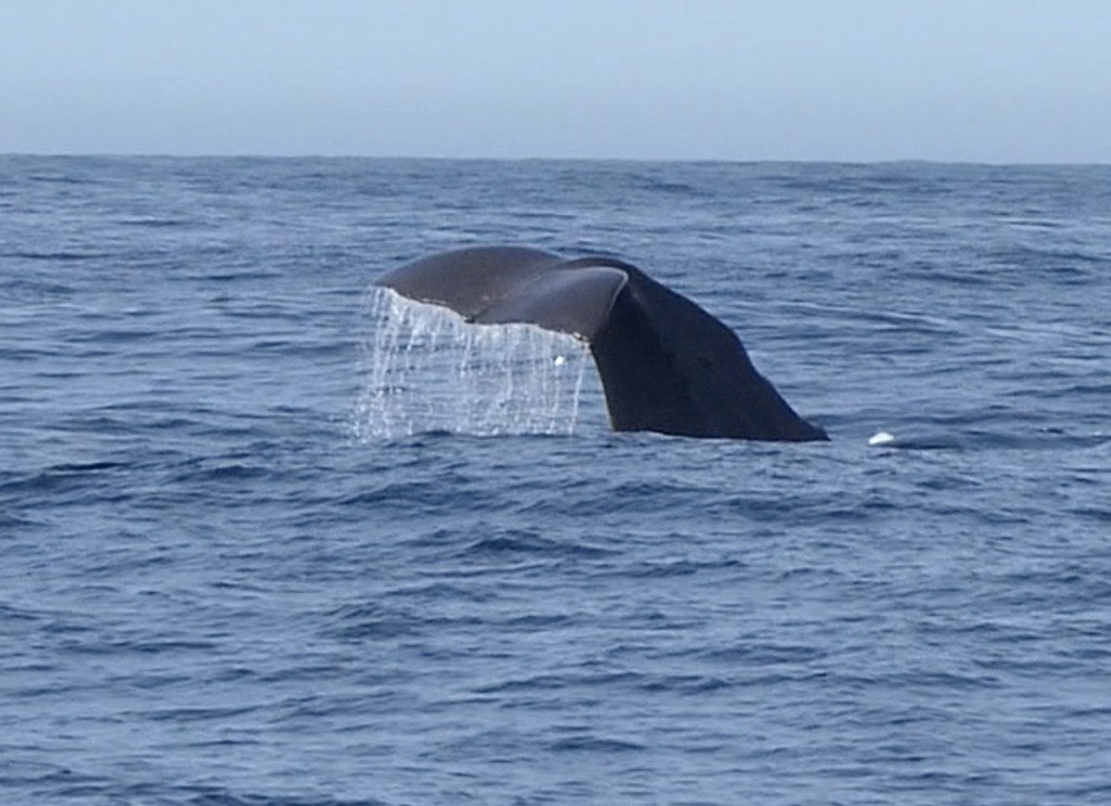 Sperm Whale