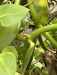 IMG_6718
