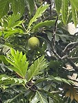 IMG_6719