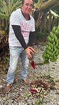 Bananenplant