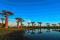 baobab boom (test foto)
