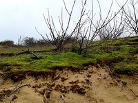 Dune de Perroquet