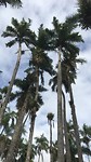Palmentuin