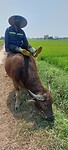Vietnam week 3