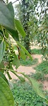 Cambodja week 2