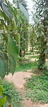 Cambodja week 2