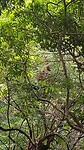 Borneo