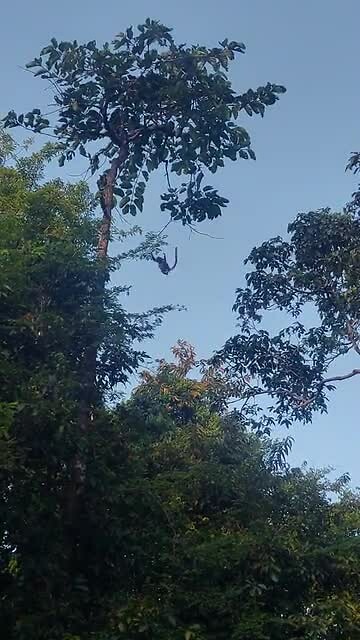 Borneo