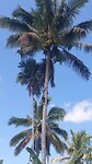 Indonesië; Lombok