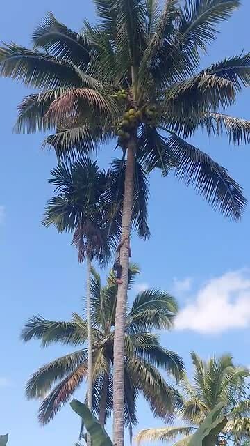 Indonesië; Lombok