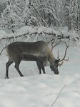 Trip Alaska