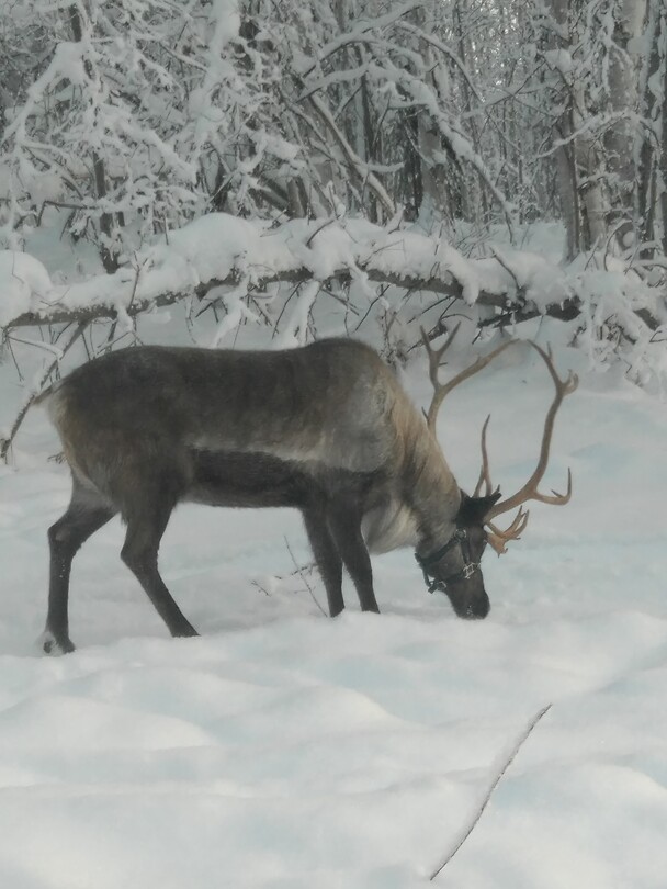 Trip Alaska