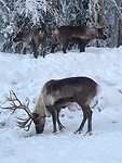 Trip Alaska