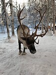 Trip Alaska