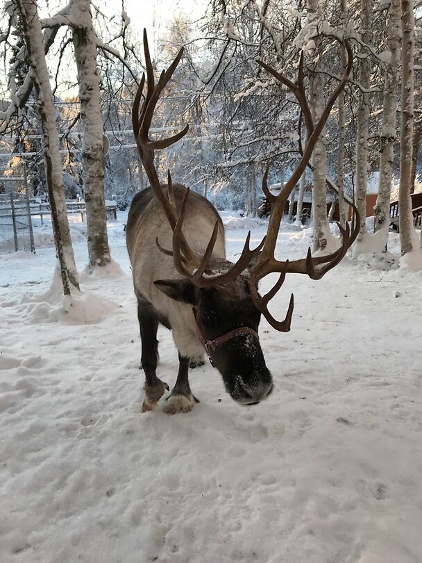 Trip Alaska