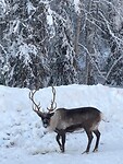 Trip Alaska