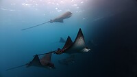 Galapagos eilanden