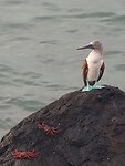Galapagos eilanden
