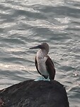 Galapagos eilanden