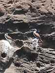 Galapagos eilanden