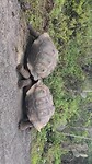 Galapagos eilanden