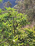 Ecuador