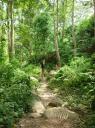 Jungle