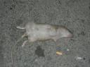 Broodje rat