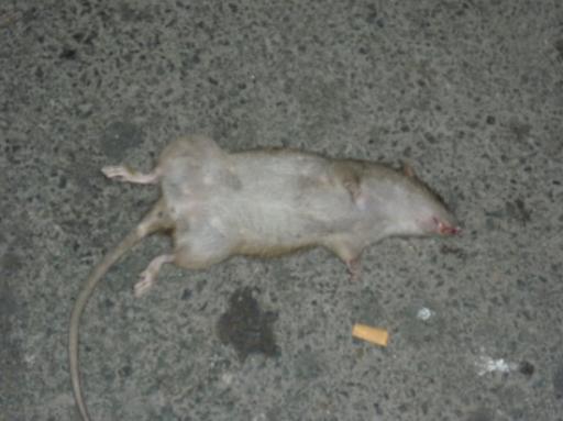 Broodje rat