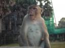 Aapje @ Angkor
