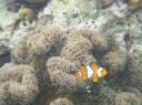 Nemo