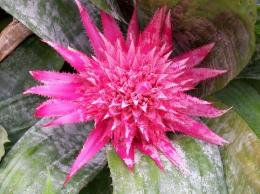 Mooie bloem