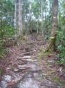 Jungletrail