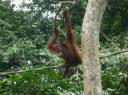 Orang Utan