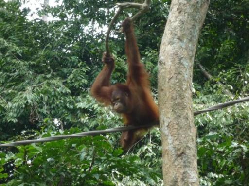 Orang Utan