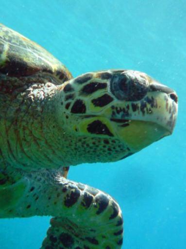 Schildpad