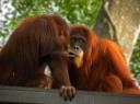 Orang Utans geven zoentjes