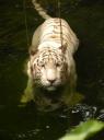 White Tiger