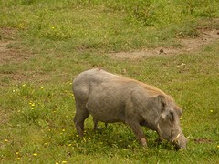 Pumba!