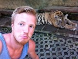 tijger